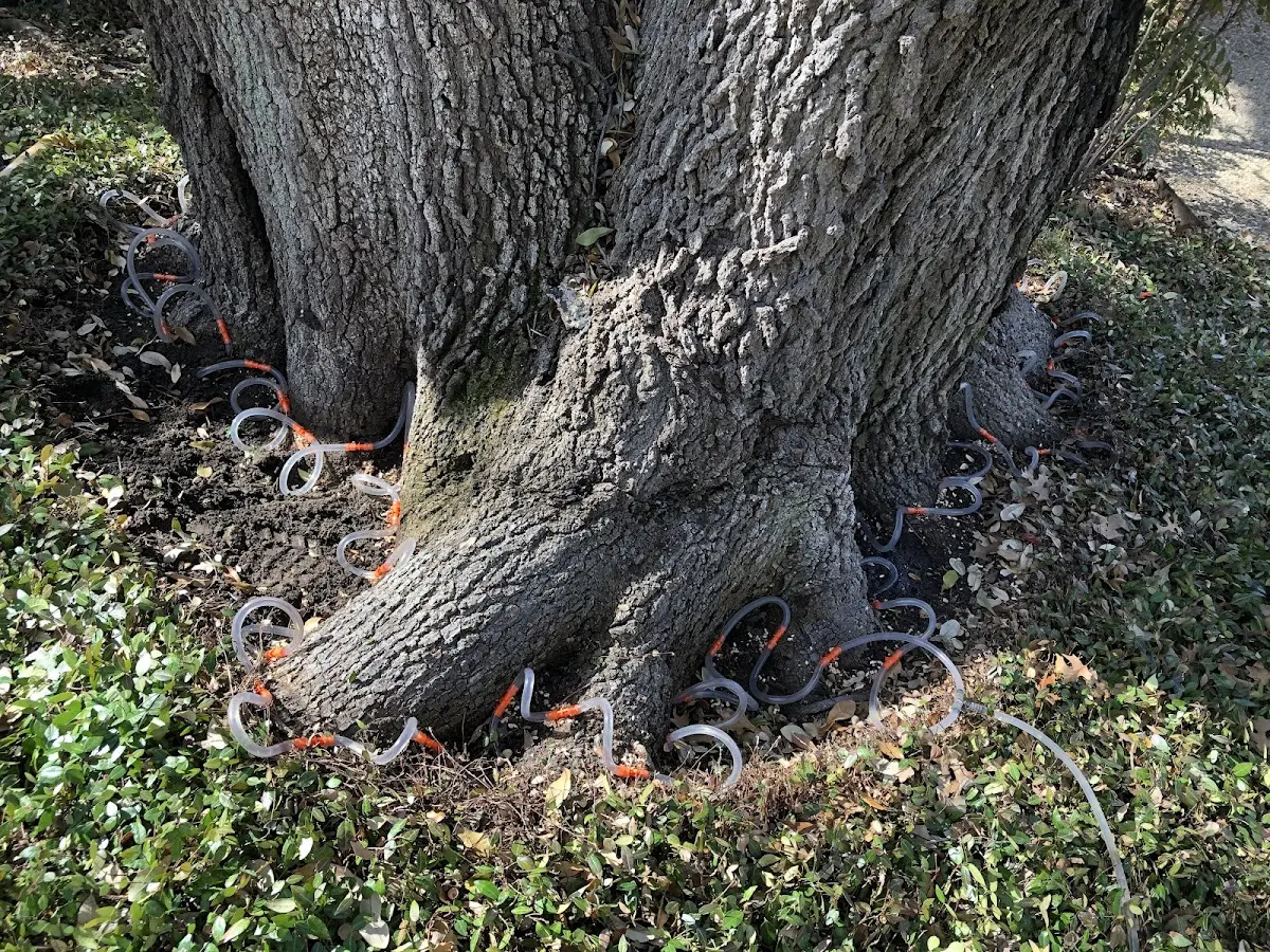 Detailed Tree Cabling and Bracing job site in Markle